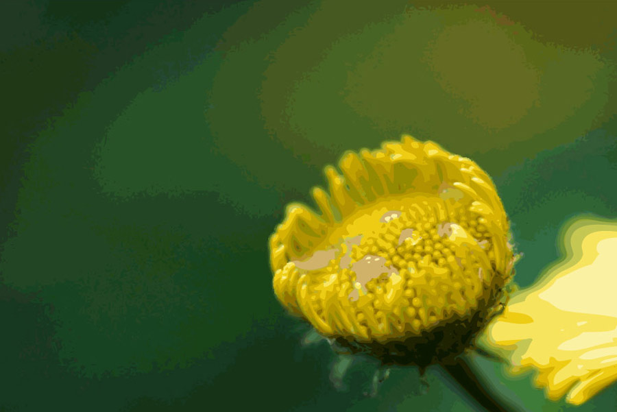 Fleur jaune vectoriel